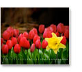 April wallpaper